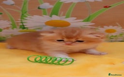 British Shorthair cats for sale: ✨Show quality Golden British Shorthair babies ✨ - Image 7