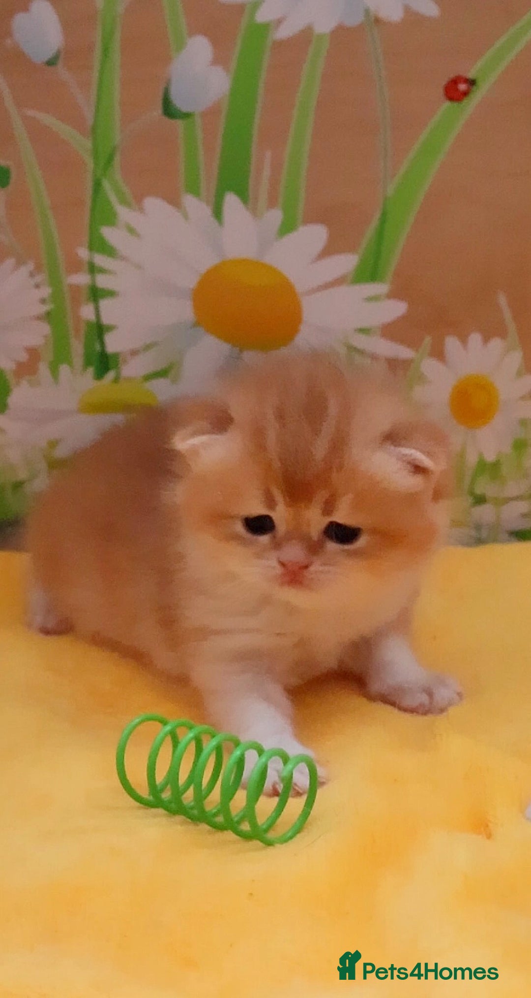 British Shorthair cats for sale: ✨Show quality Golden British Shorthair babies ✨ - Image 7