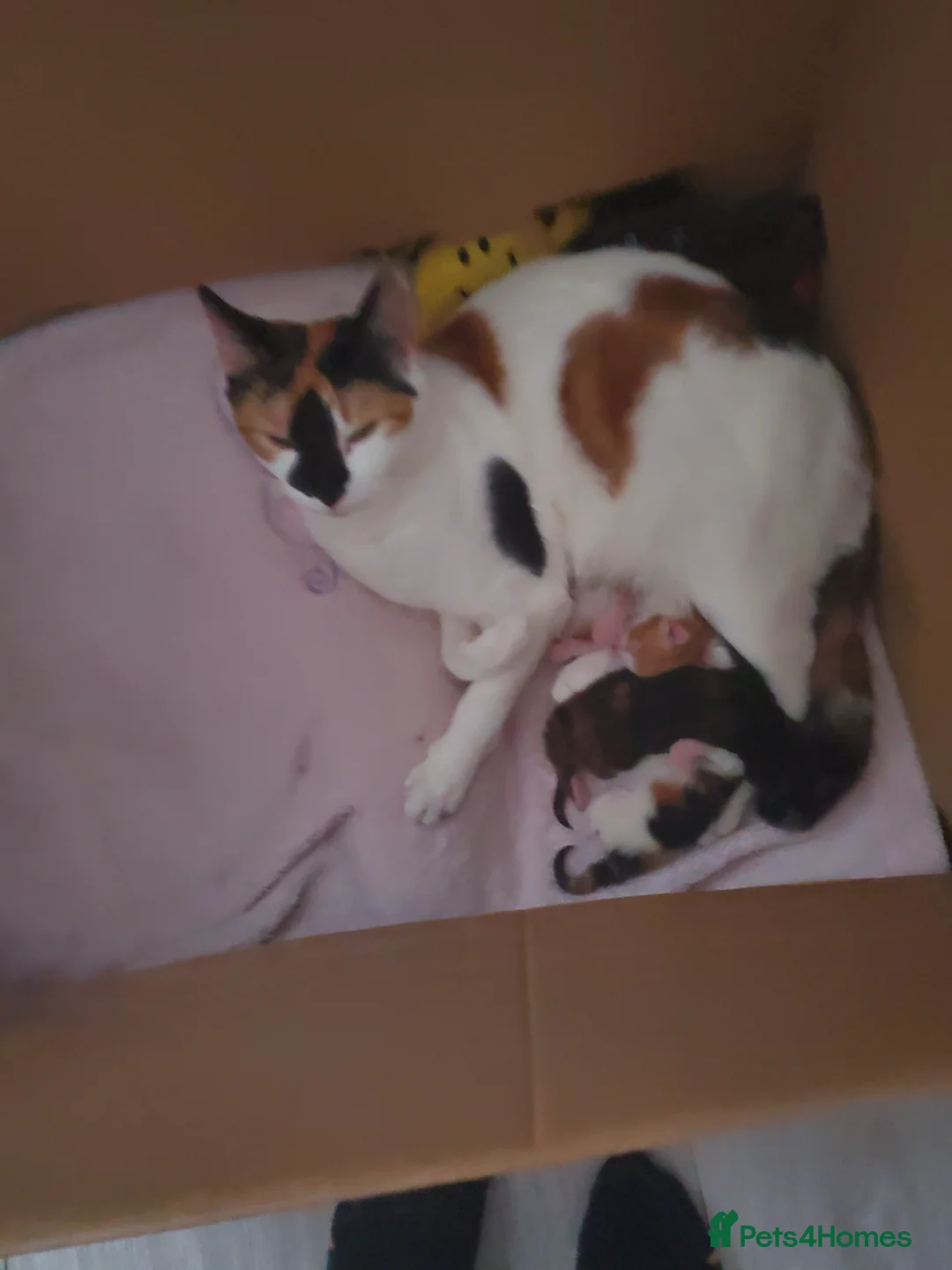 British Shorthair cats for sale: 2 kittens  in Wigan - Advert 2