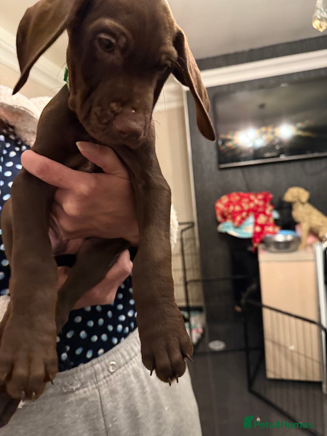 Mixed Breed dogs for sale: Well reared Quality puppies - Advert 5