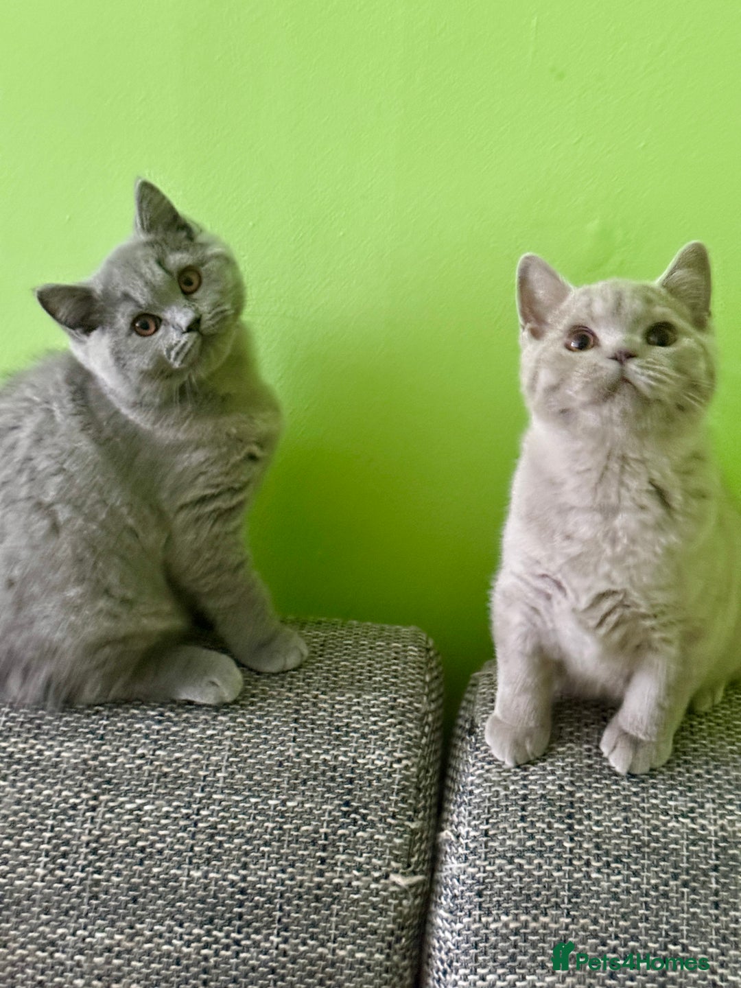 British Shorthair cats for sale: Beautiful British Shorthair kittens - Image 5