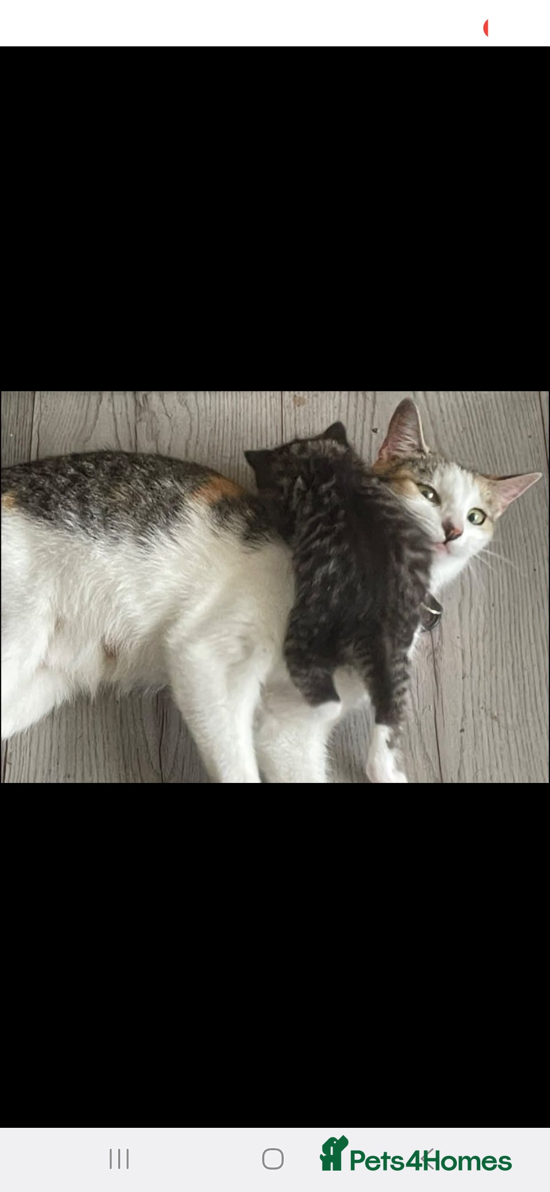 Mixed Breed cats for sale: Gorgeous kittens  - Image 8