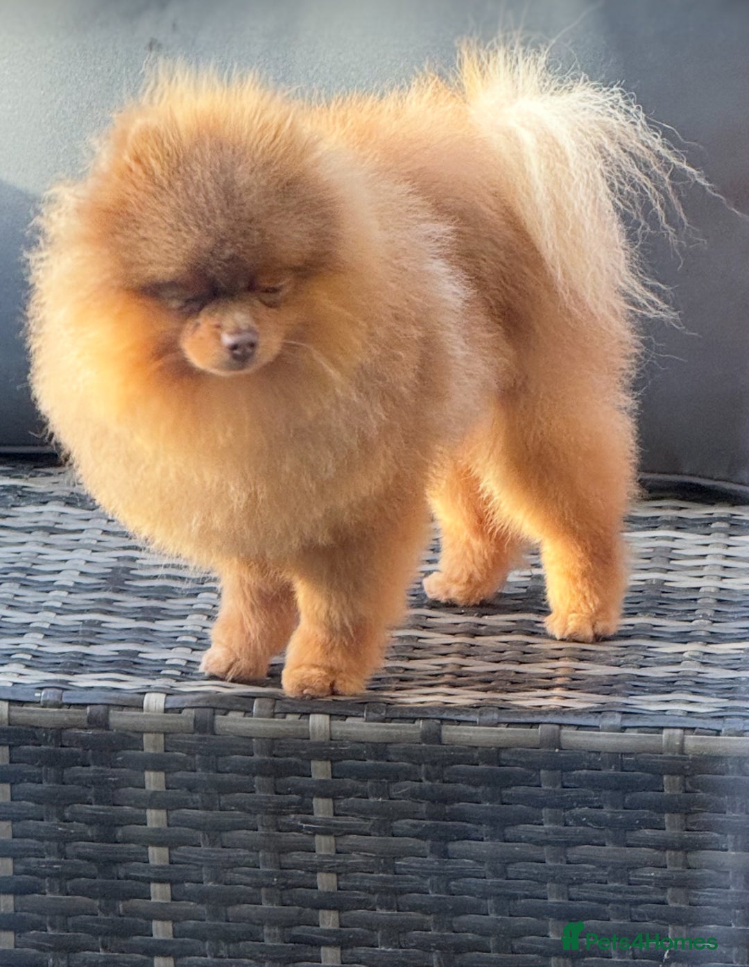 Pomeranian dogs for stud: Outstanding Tiny kc registered Lilac Tan stud  in Pontefract - Advert 10