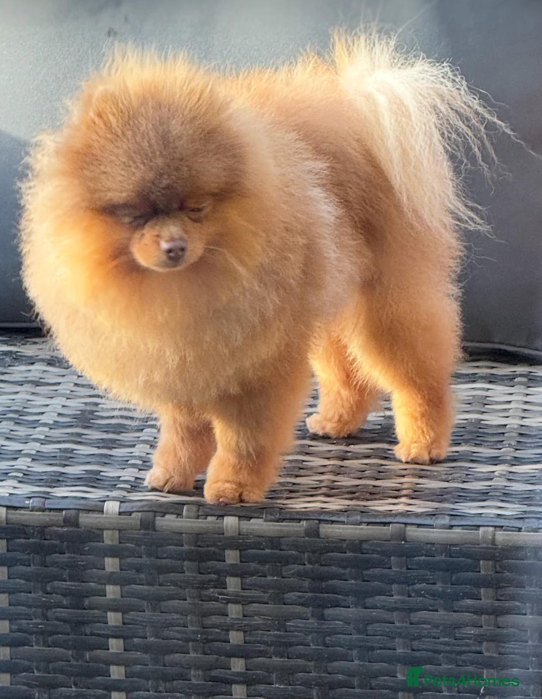 Pomeranian dogs for stud: Outstanding Tiny kc registered Lilac Tan stud  in Pontefract - Advert 10