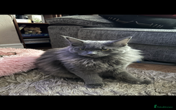 Maine Coon cats for sale:  2 beautiful maine coon kittens left - Image 31