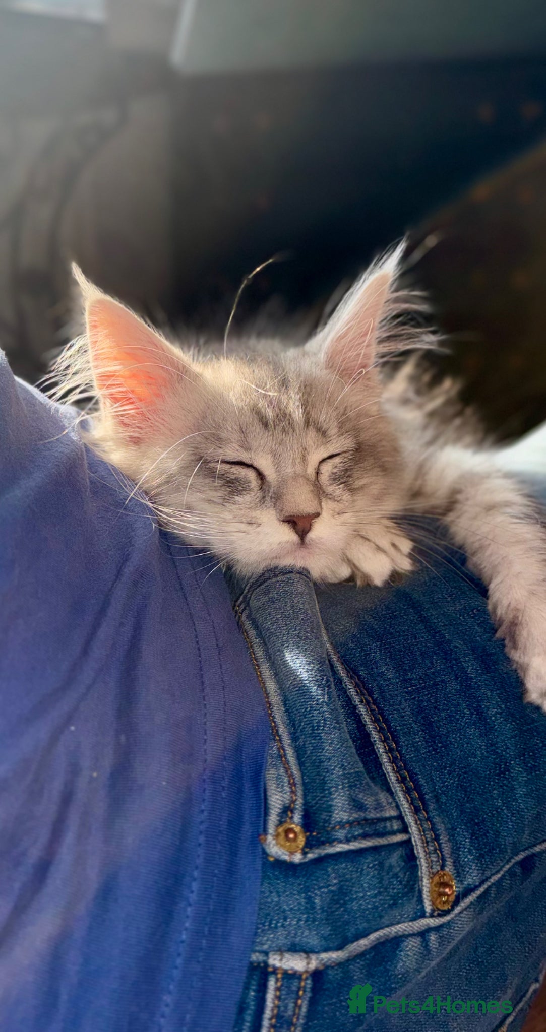 Maine Coon cats 5 left BlackSilver classic tabby Mainecoon kittens - Advert 11