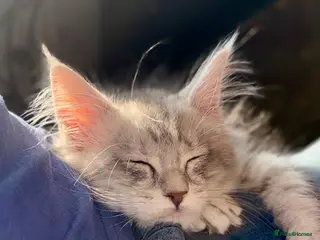 Maine Coon cats 5 left BlackSilver classic tabby Mainecoon kittens - Advert 11