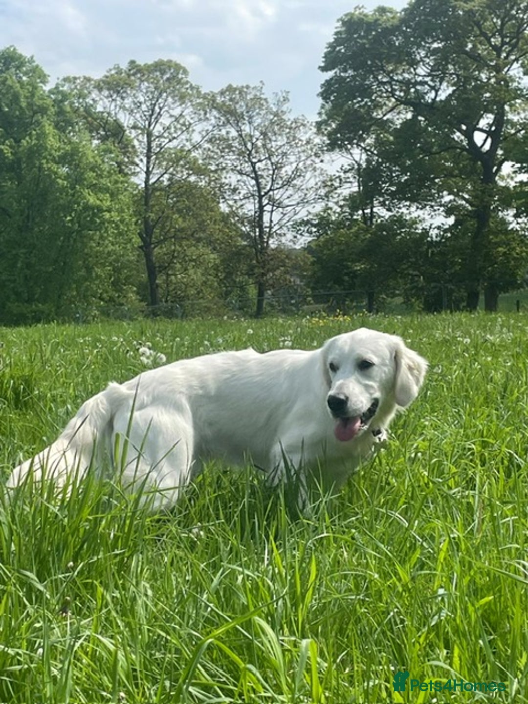 Golden Retriever dogs for sale: Golden retriever puppy’s from licensed breeder - Image 12