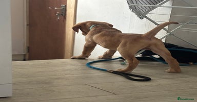 Labrador Retriever dogs - Advert 2