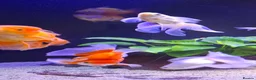 Goldfish fish for sale: Goldfish fancy oranda moor - Advert 17