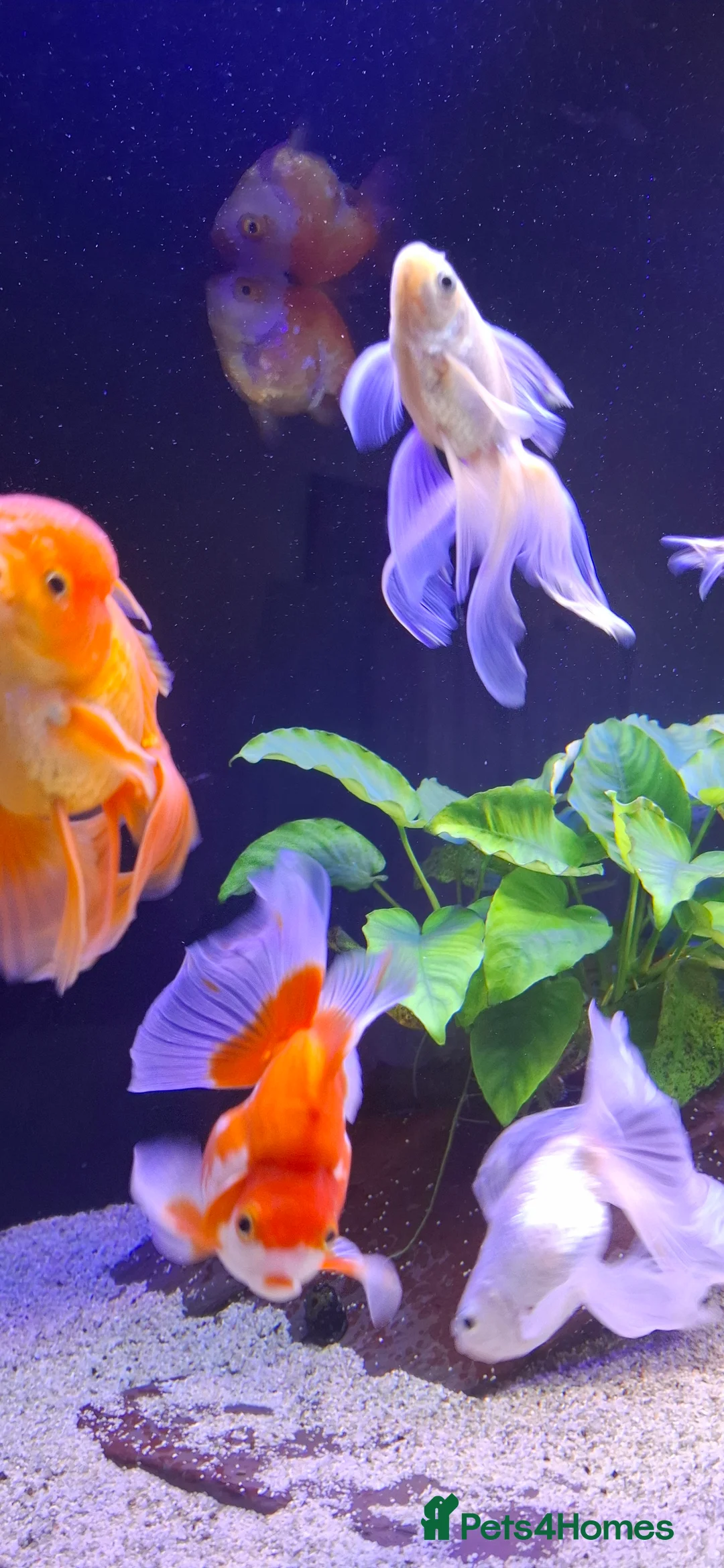 Goldfish fish for sale: Goldfish fancy oranda moor - Advert 17