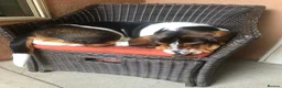 Basset Hound dogs for sale: Sweet Basset Hound Looking for a Loving Home - Advert 3
