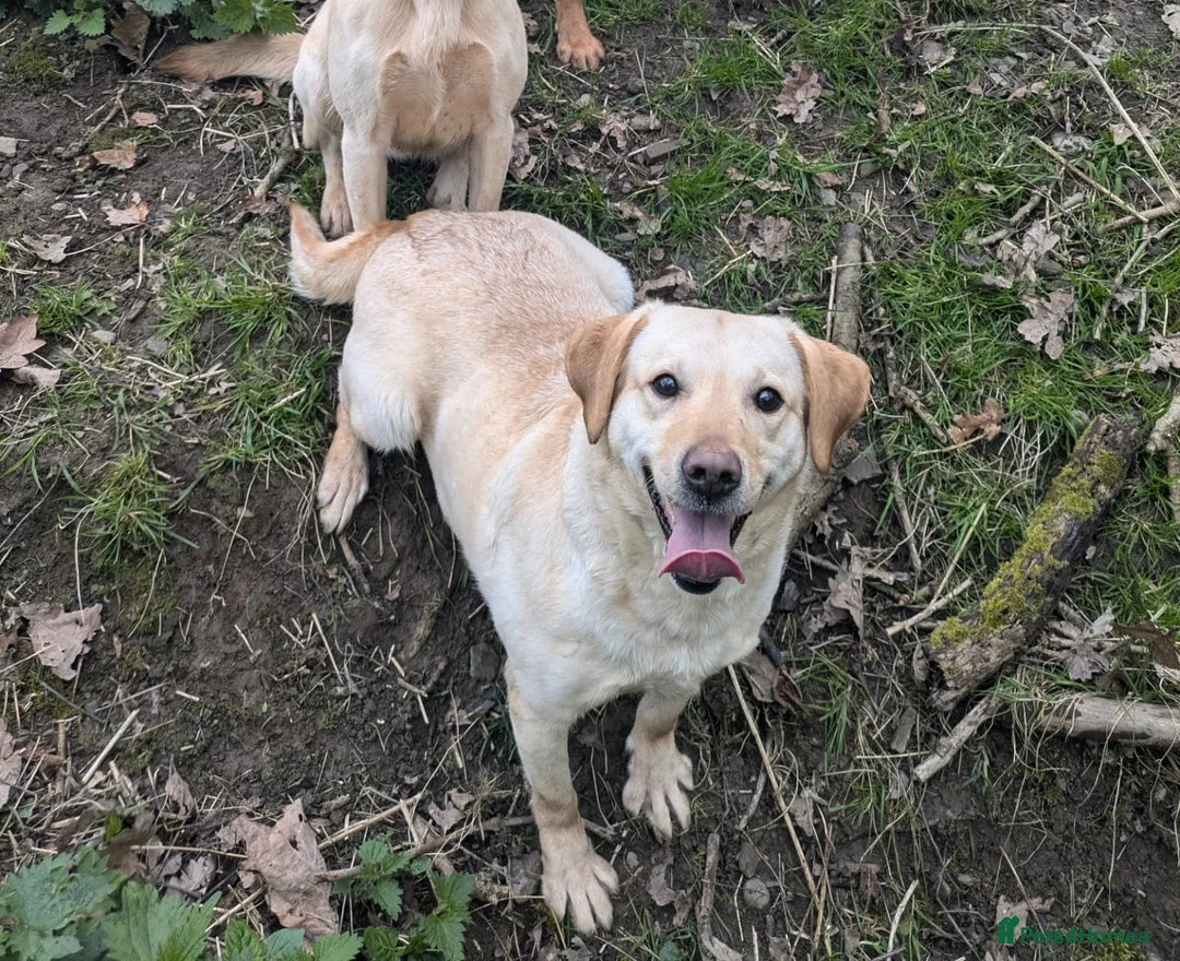 Labradoodle dogs for sale: Labradoodle puppies  - Advert 14