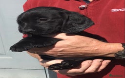 Cockerdor dogs for sale: AMAZING COCKERDOR/COCKADOR PUPPIES - Image 12