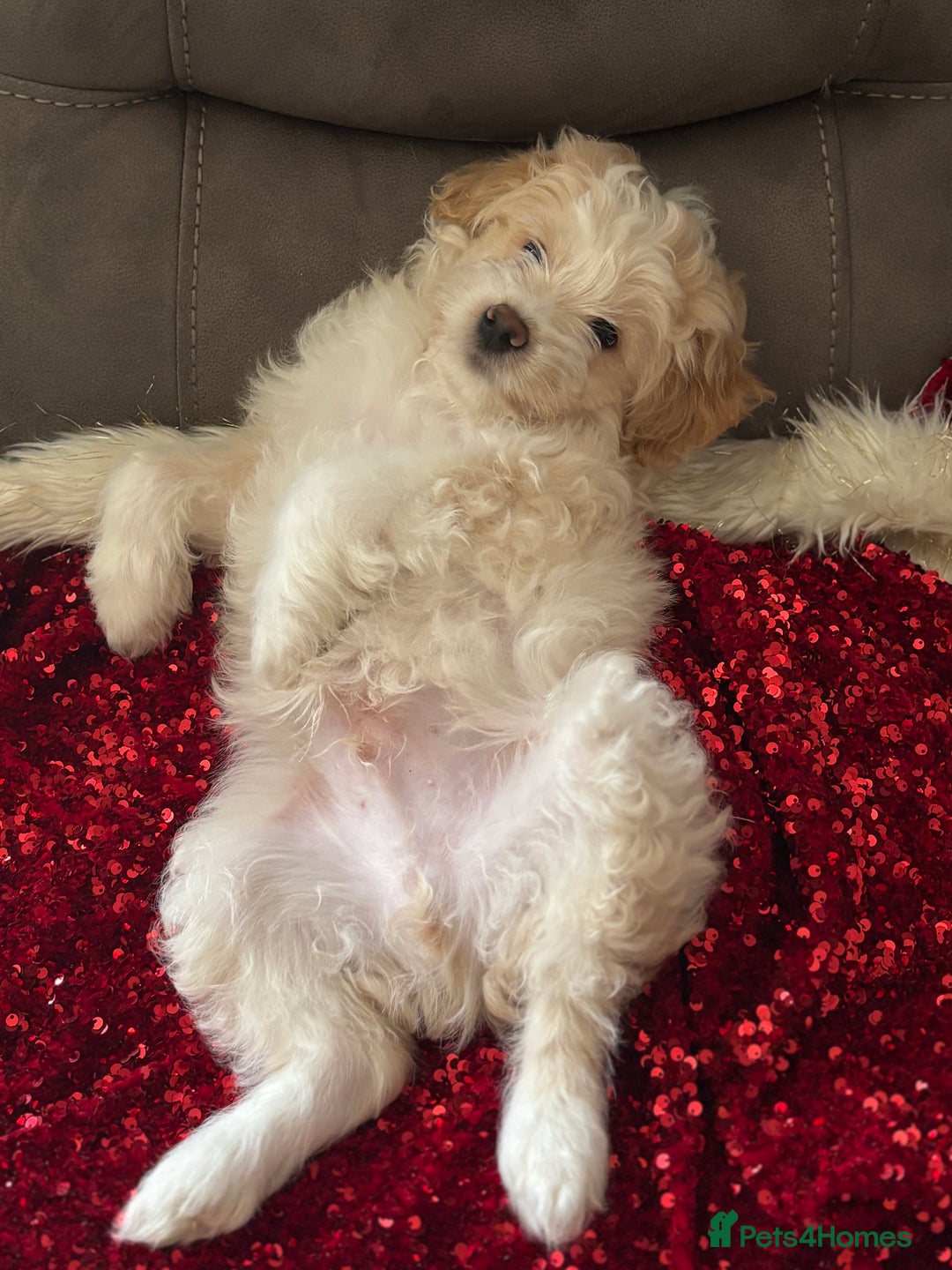 Mixed Breed dogs for sale: 💙 Blue Baby Boy Wants a new home 💙 - Advert 2