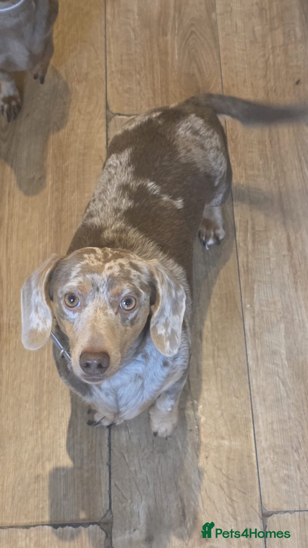 Miniature Dachshund dogs for sale: 2 KC Registered mini dachshund sisters - Advert 3