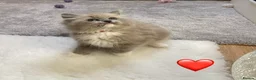 Ragdoll cats for sale: Beautiful Ragdolls  - Advert 11
