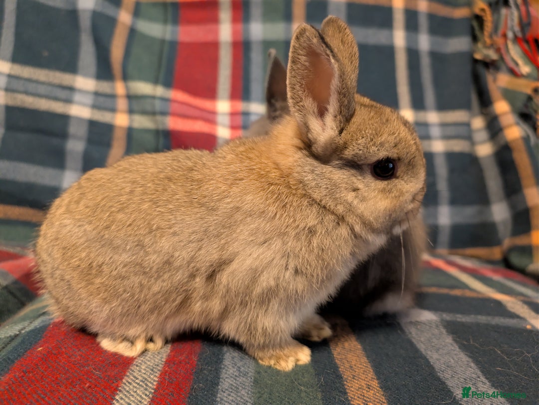 Netherland Dwarf rabbits for sale: Netherlands Dwarfs  - Advert 8