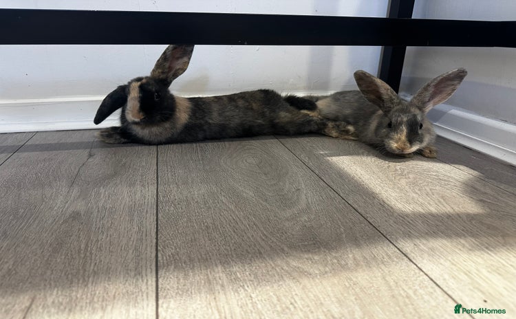 Mixed Breed rabbits - Advert 2