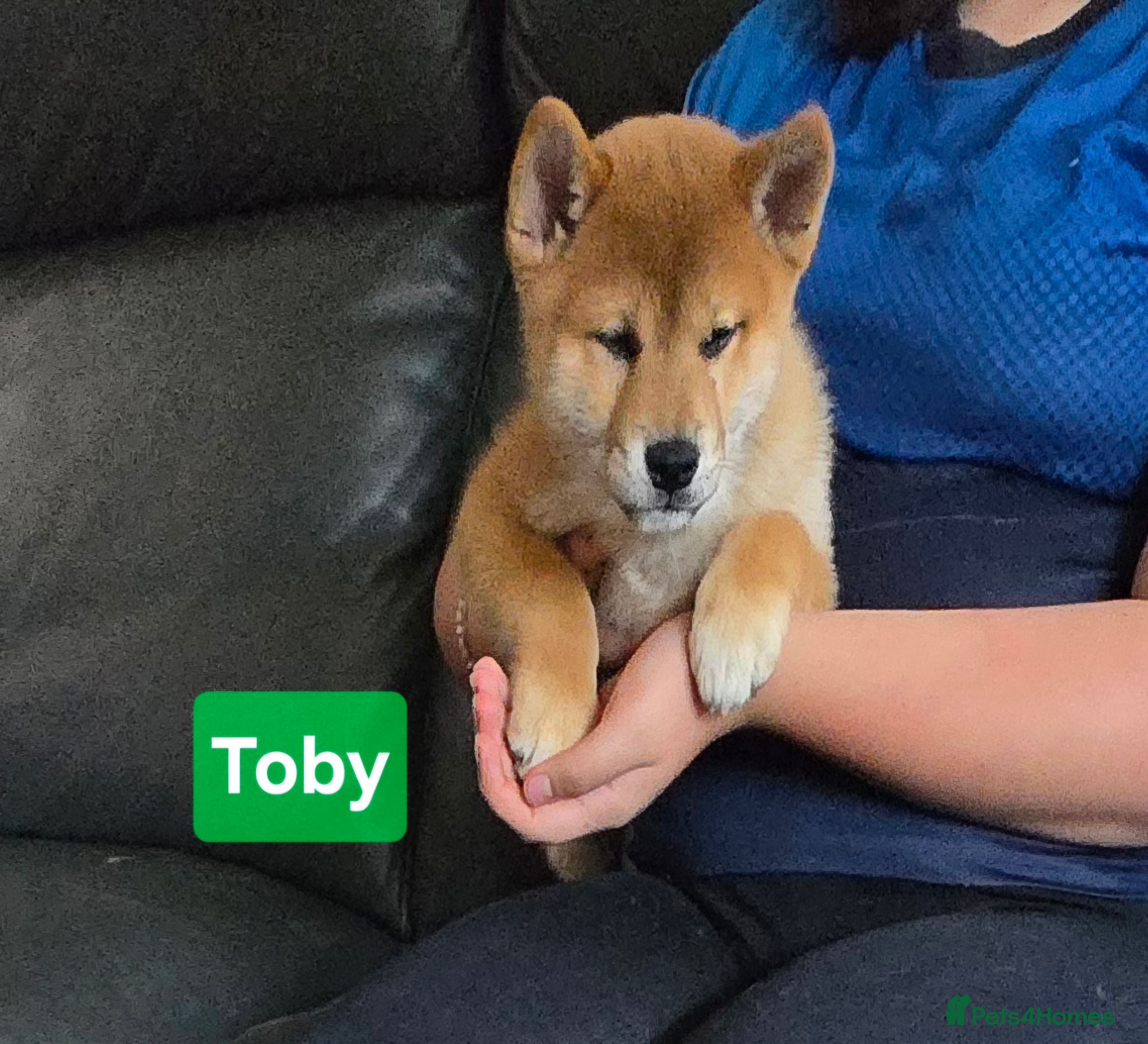 Japanese Shiba Inu dogs Foxy little shibas - Advert 1