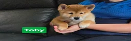 Japanese Shiba Inu dogs for sale: Foxy little shibas - Advert 12
