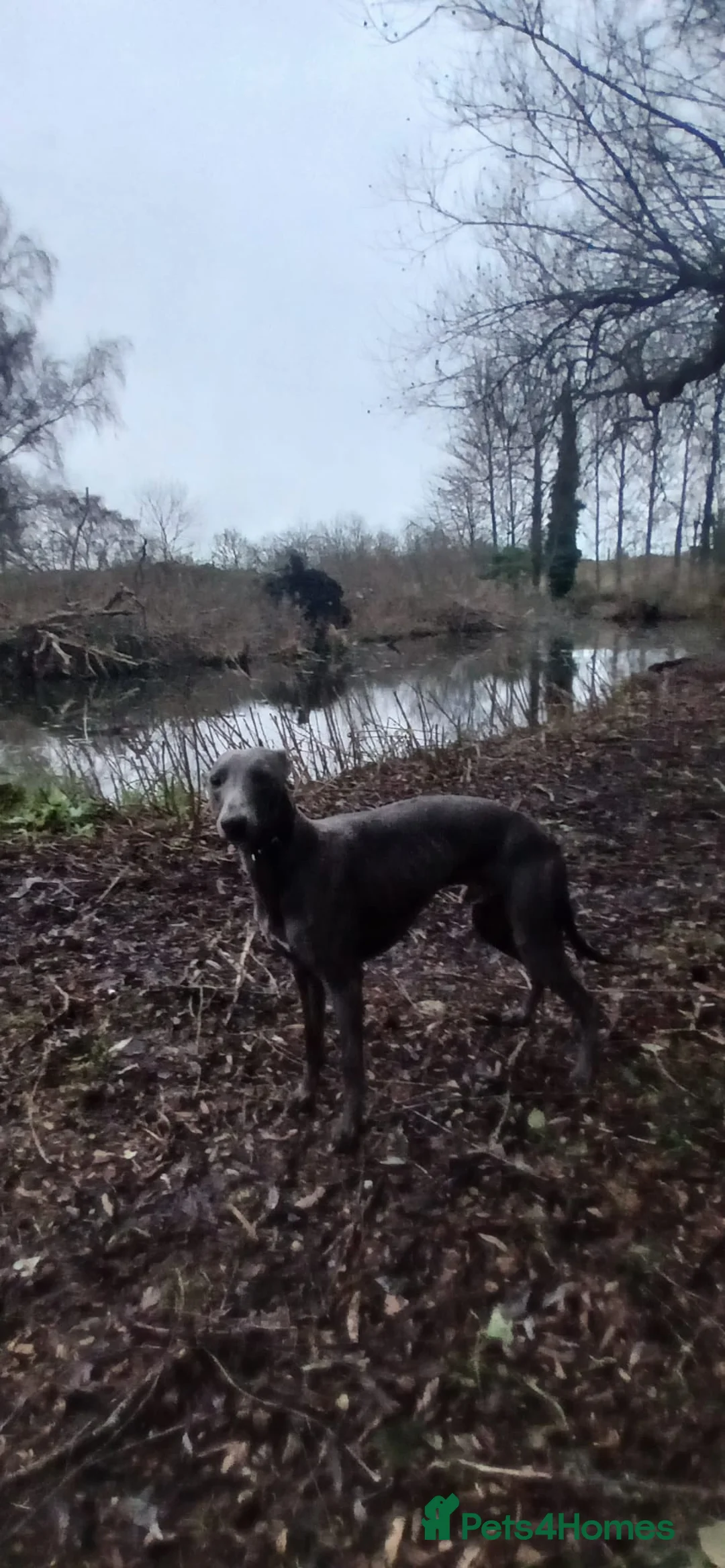 Whippet dogs for stud: Stud wippet - Advert 5
