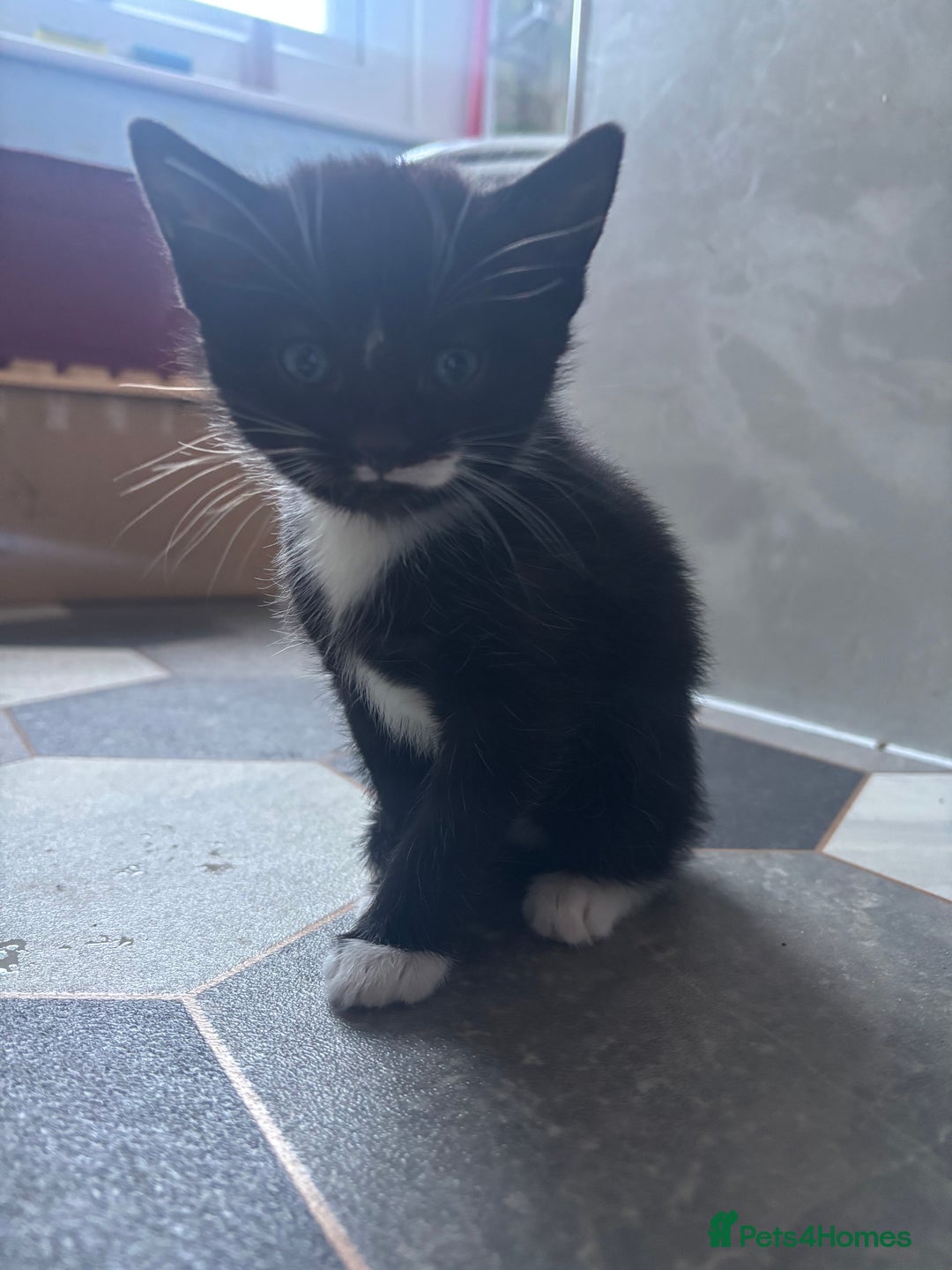 Mixed Breed cats for sale: Adorable Kittens for Sale  - Advert 5