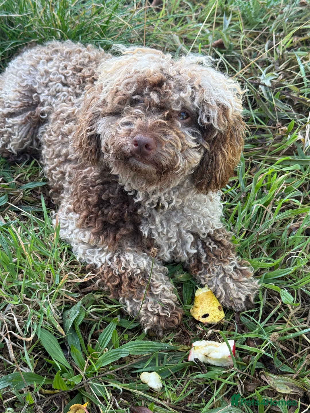 Toy Poodle dogs for stud: Chocolate Merle Toy Poodle at stud  - Image 14