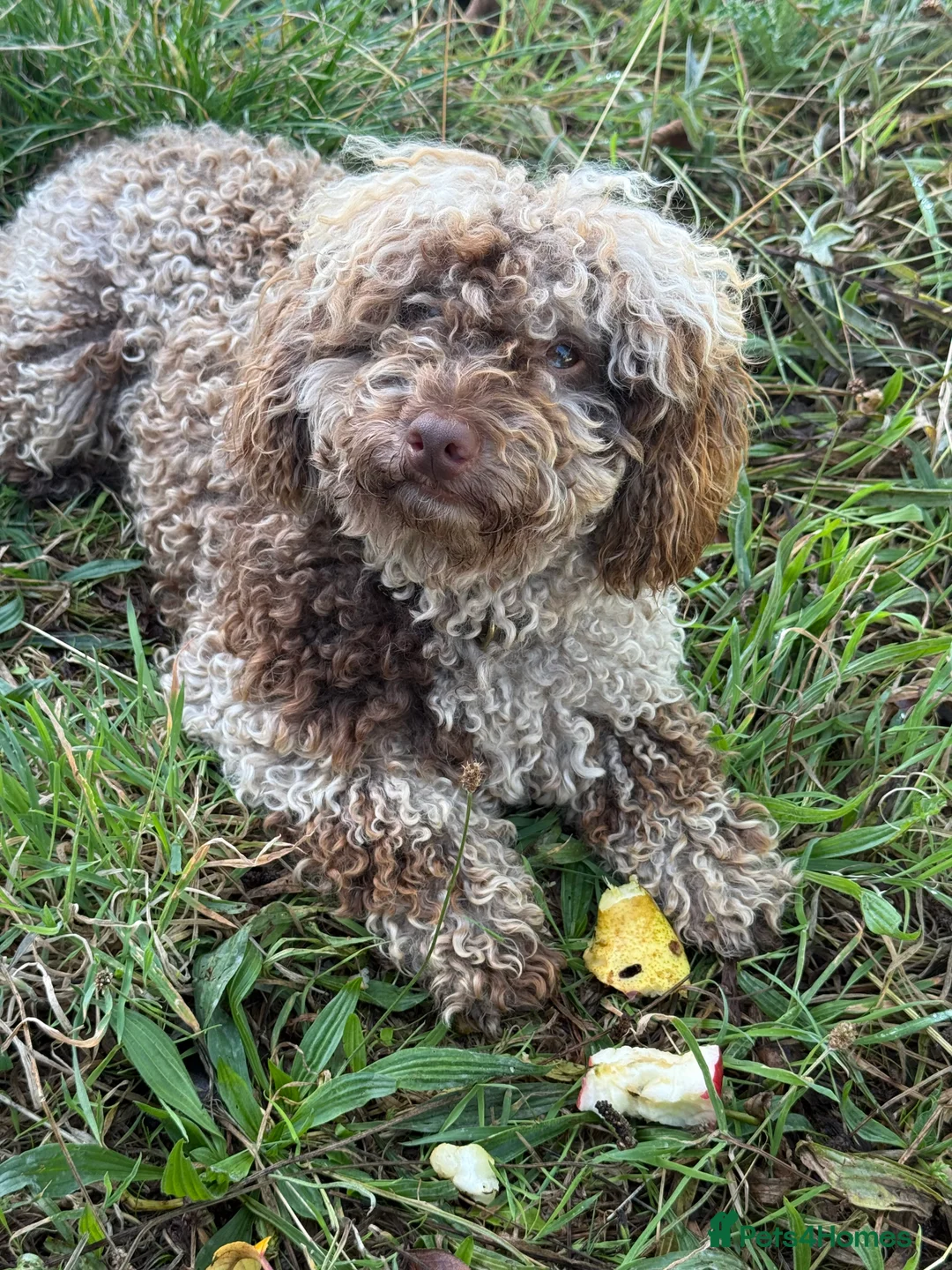 Toy Poodle dogs for stud: Chocolate Merle Toy tri gene stud  - Advert 14