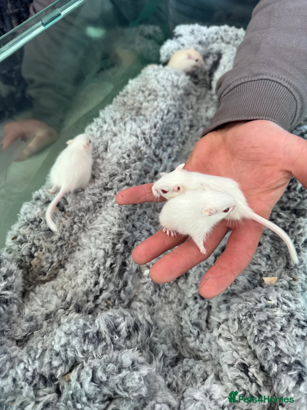 Gerbil rodents for sale: 4 x gerbils  in Christchurch - Advert 6