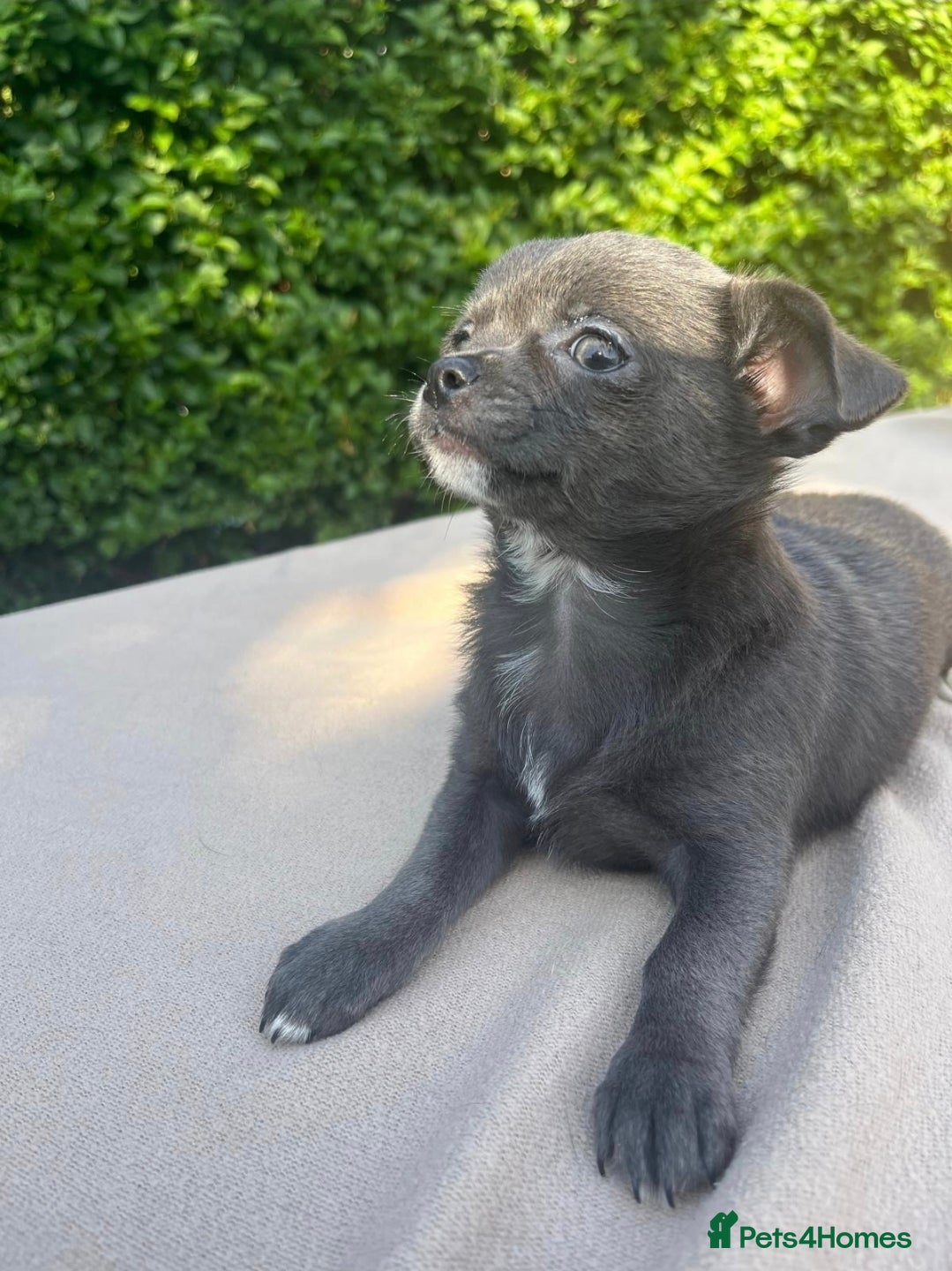 Chihuahua dogs Chihuahua Puppies 2 boys left  - Advert 10
