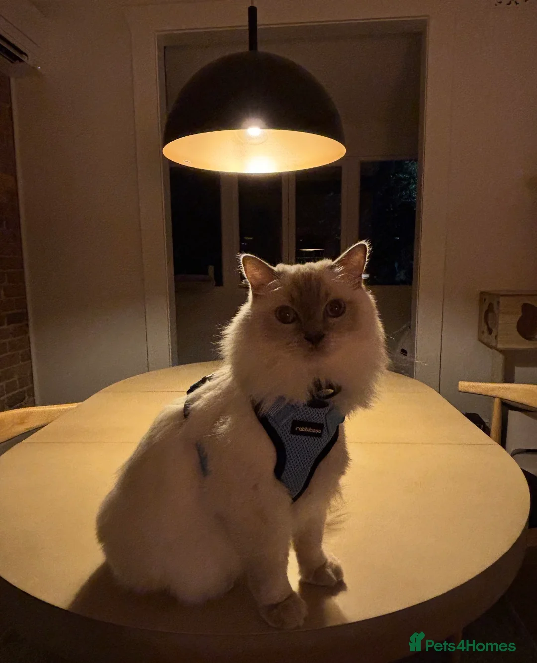 Ragdoll cats for sale: Lilac Ragdoll  - Advert 1