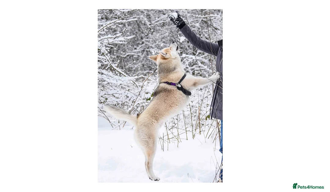 Pomsky dogs for stud: Pomsky for STUD Beautiful Husky markings in Sittingbourne - Advert 8