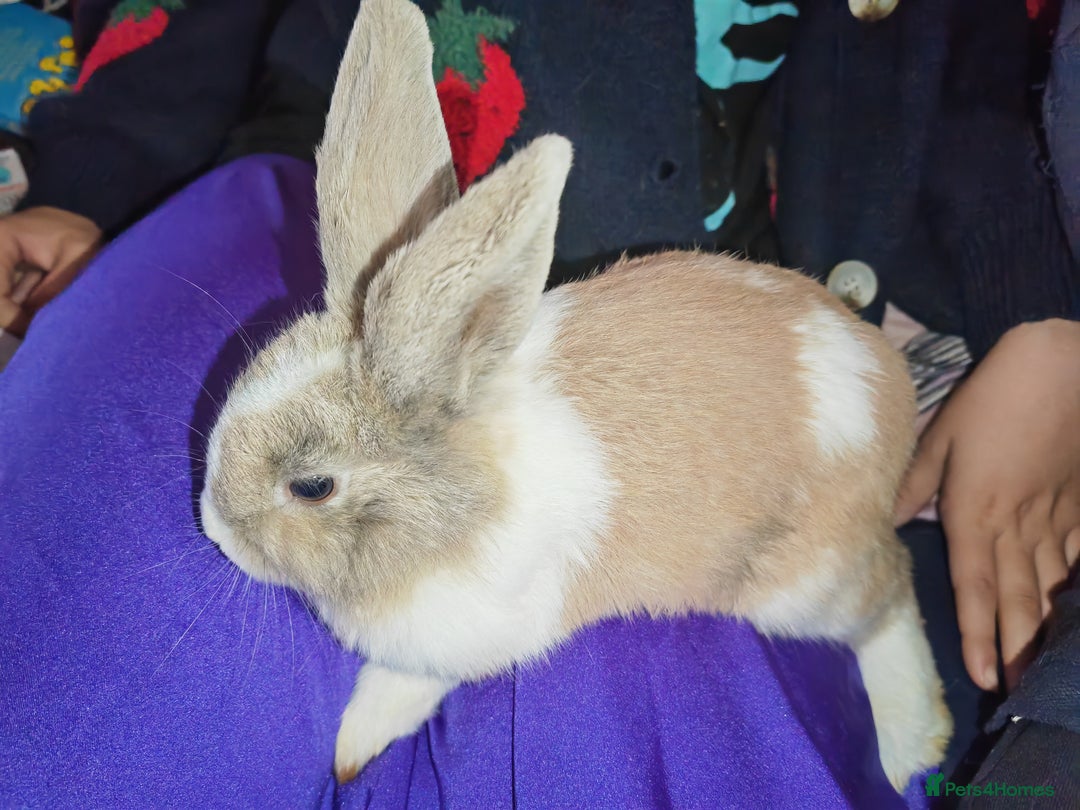 Dwarf Lop rabbits for sale: Tame independent rabbit - Image 2