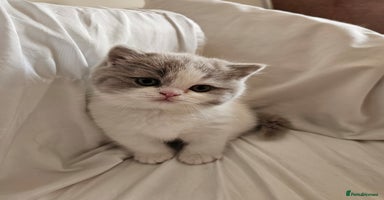 British Shorthair cats - Advert 6
