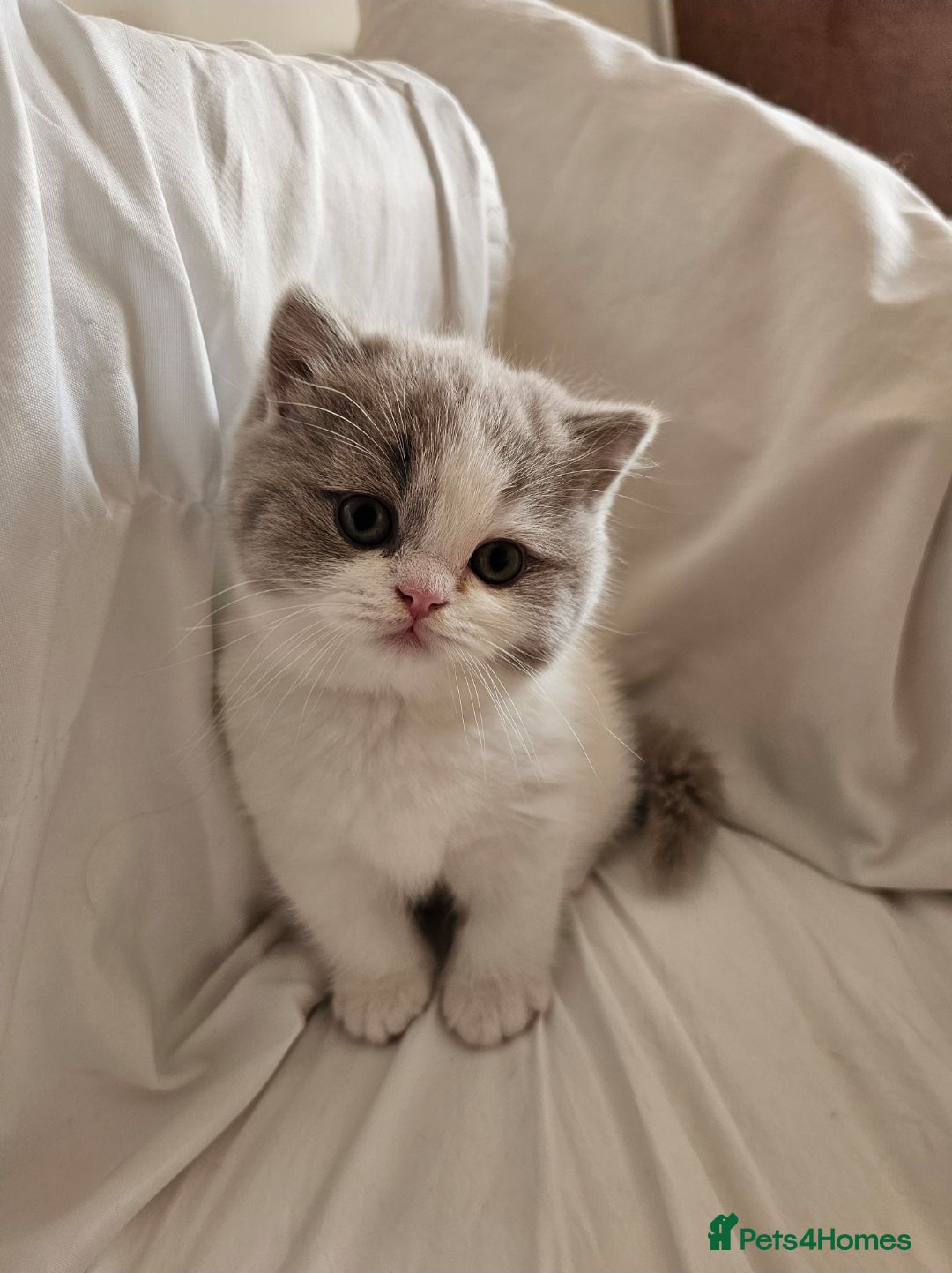 British Shorthair cats for sale: Lilac & White Harlequin Active Boy - Image 3