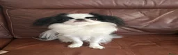 Japanese Chin dogs for sale: Beautiful Japanese Chin Girl 15 Months Old  in Andover - Advert 3