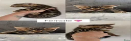 Bengal cats for sale: Perfect Bengal kittens  - Advert 6