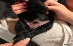 Mixed Breed dogs for sale: Meet our Beautiful Little Frockers ! - Image 24
