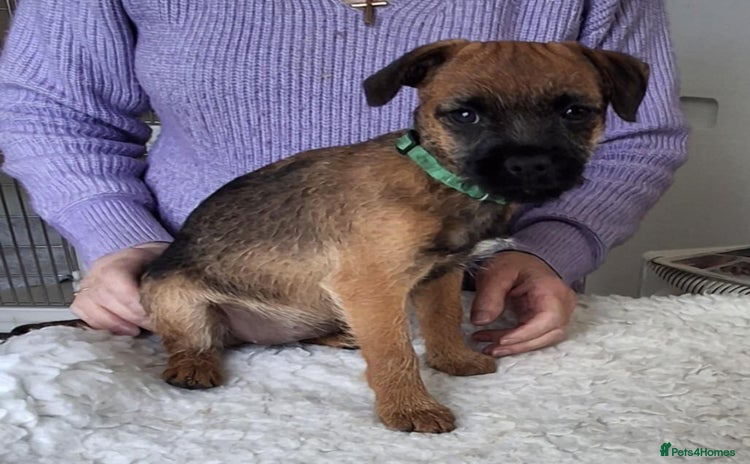 Border Terrier dogs - Advert 4
