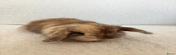 Mini Lop rabbits for sale: Mini Lops, chocolate harlequins - Advert 2