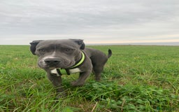 Mixed Breed dogs for sale: Ronald - Image 2