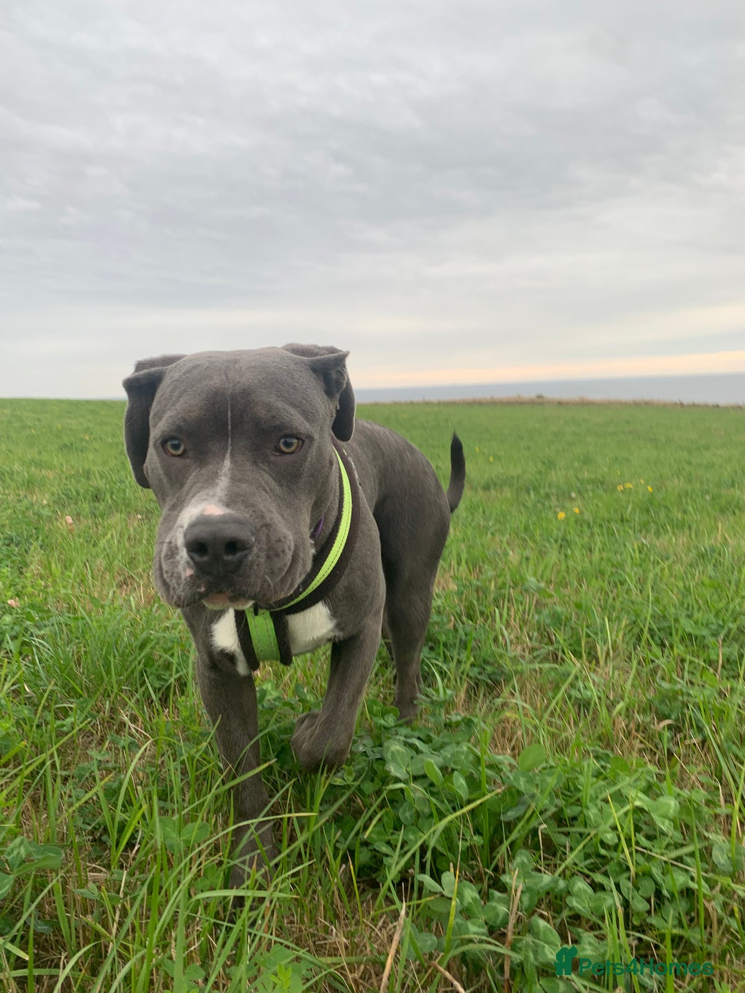 Mixed Breed dogs for sale: Ronald - Image 2