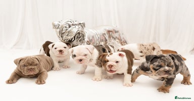 English Bulldog dogs - Advert 7
