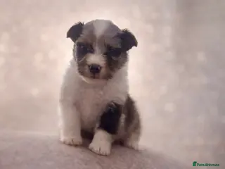 Shetland Sheepdog dogs Last blue merle boy - Advert 1