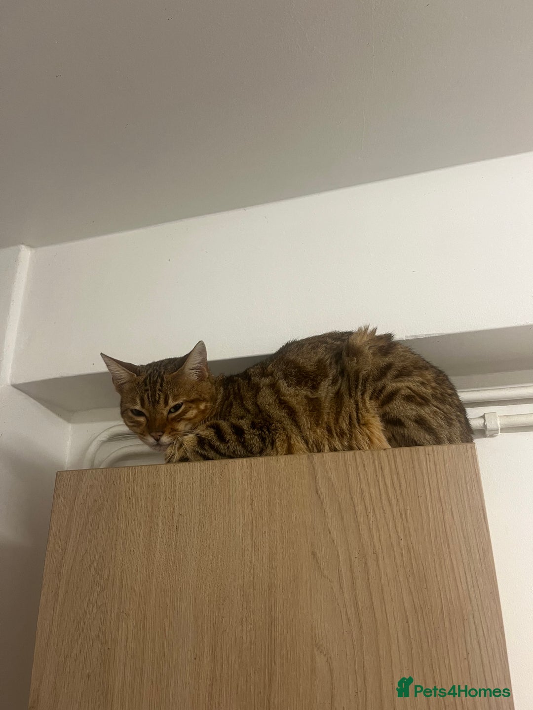 Bengal cats for sale: Full pedigree Bengal female - Image 2