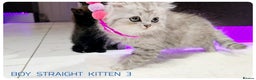 Scottish Fold cats for sale: SCOTTISH FOLD KITTENS (DELIVERY  AVAILABLE) - Advert 6