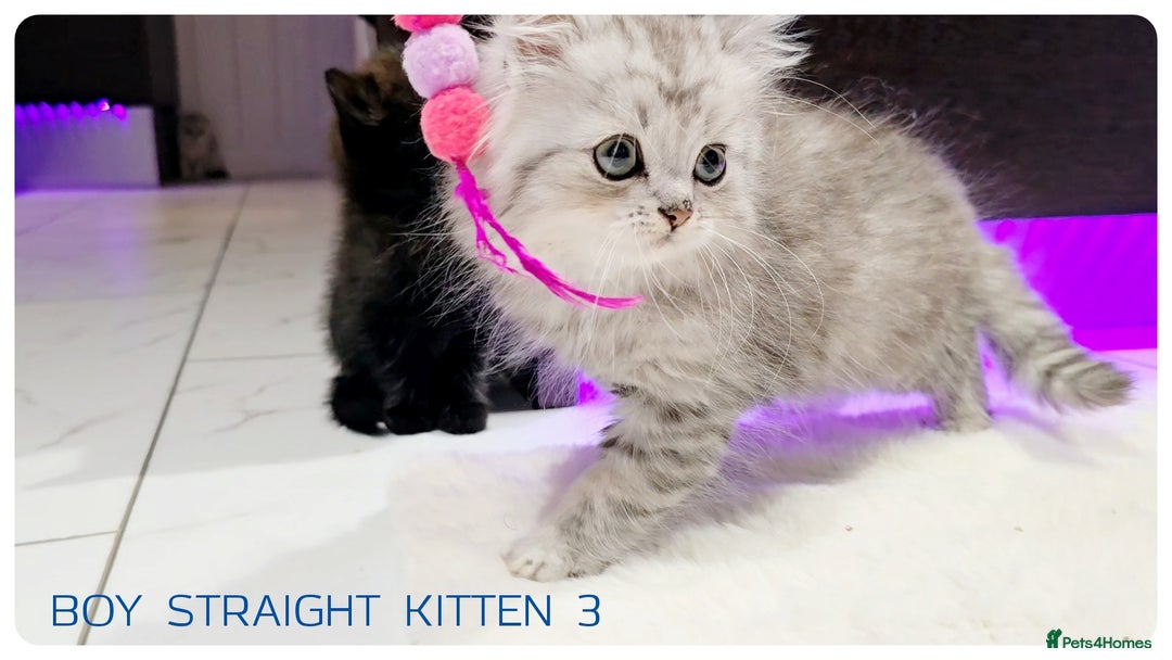 Scottish Fold cats for sale: SCOTTISH FOLD KITTENS (DELIVERY  AVAILABLE) - Image 6