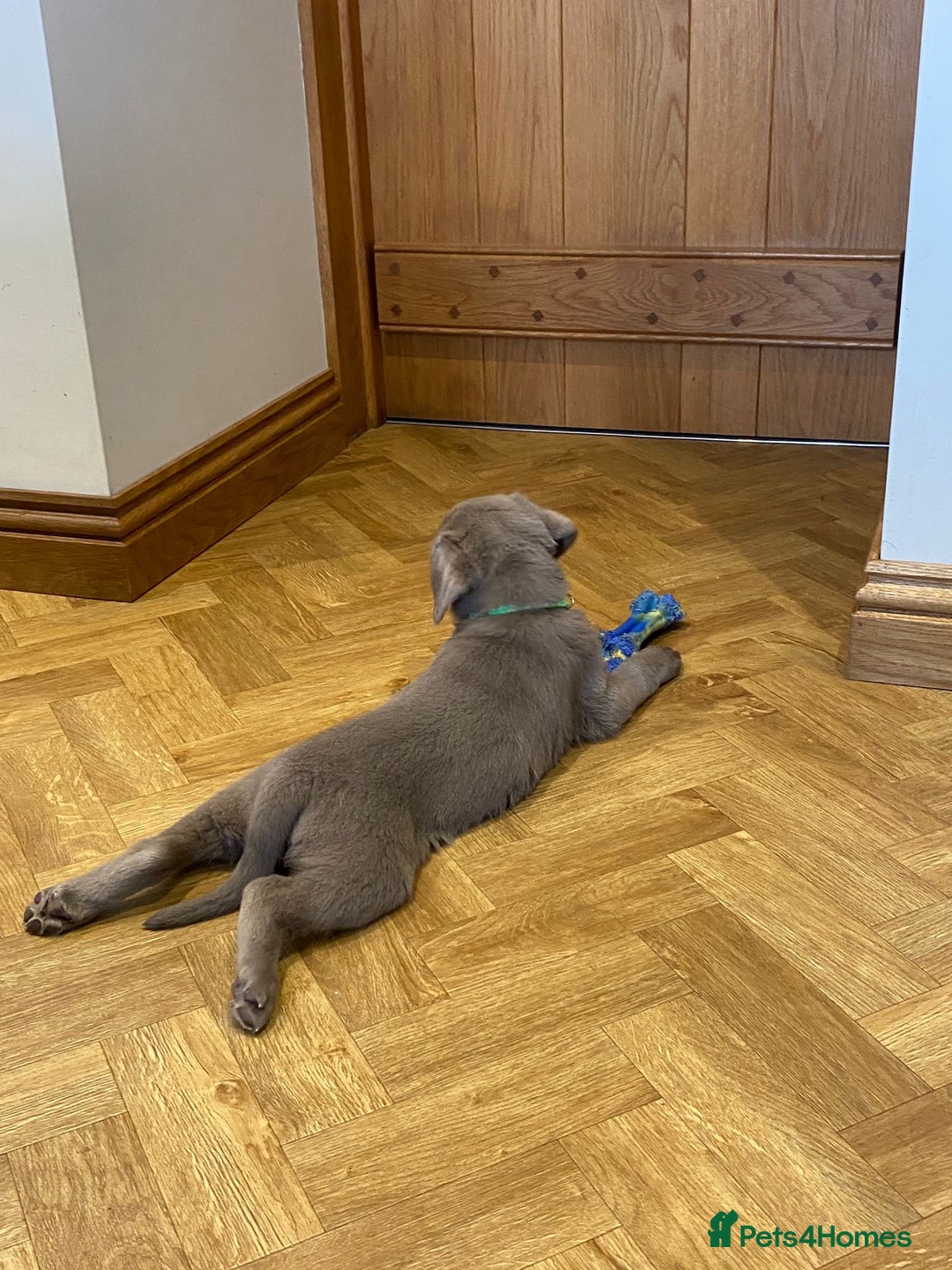 Labrador Retriever dogs for sale:  Ready for collection from today 🩶💚🩶   - Image 35