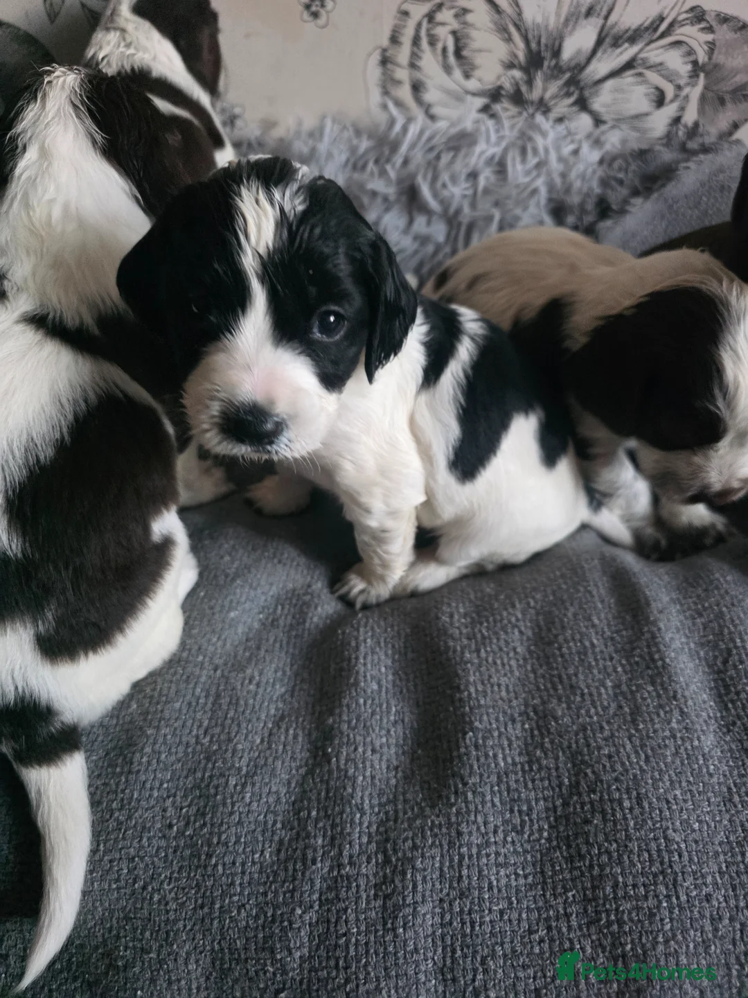 Cocker Spaniel dogs for sale: Cockaspanials puppies for sale in 4 weeks - Advert 8